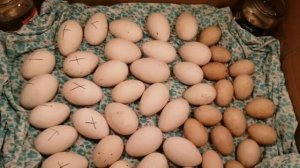 Инкубатор из коробки, проверка советов из ютуба, небольшой обзор🐣🐤🐥