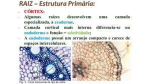 Morfologia Vegetal –  Parte III