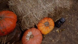 5605442-uhd_4096_2160_24fps