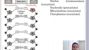 DNA e replicação - parte 2