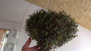 Убираю листву🌿  Котел работает на отлично👍 Почти генерал 🐔Так бывает 12 с половиной🥚