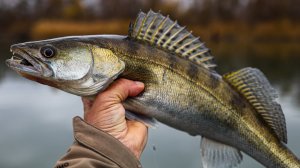 Судак и окунь на каждом забросе 👍 Жрали все приманки 💪💪💪