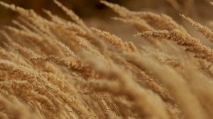 10369564-hd_3840_2160_24fps