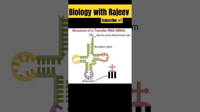 क्लोवर लीफ मॉडल|t RNA clover leaf model#biologymemes #biology