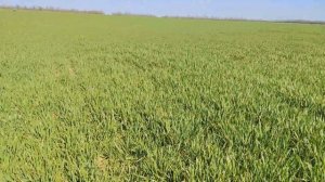 Листовая подкормка озимой пшеницы | Аминокислоты + Микроудобрения | 28.03.2024