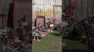 Ливенские куры