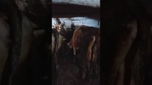 Утро,Дойка Коров.