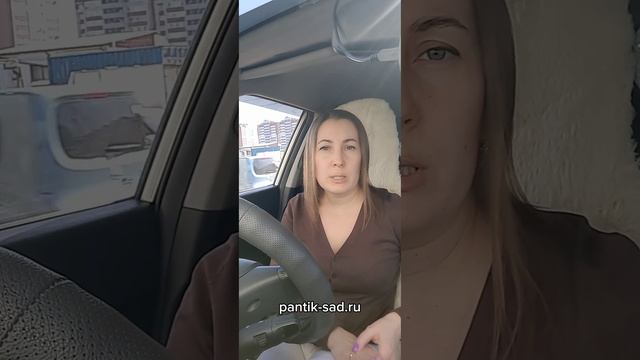Саженцы гортензии. Алтайский край. г. Барнаул #саженцыгортензии #гортензияметельчатая