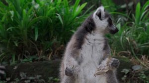 7722726-hd_1920_1080_25fps