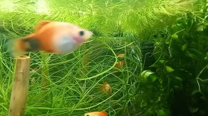 Мой аквариум. Пецилии. Растения.