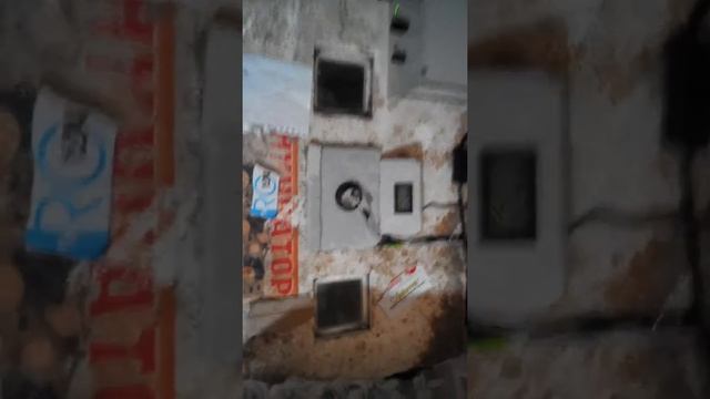 Вылупление цыплят