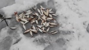 ПЛОТВА ПОДНИМАЕТ КИВКИ, ГНЕТ УДОЧКИ ВНИЗ. ПОСЛЕДНИЙ ЛЕД РАЗДАЧА НА ПОПЛАВОК