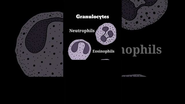 Granulocyteparameters|Granulocytes#Granulocyte#Granulocytes#Lab#granulocyteparameter|LAB TECHNICIAN