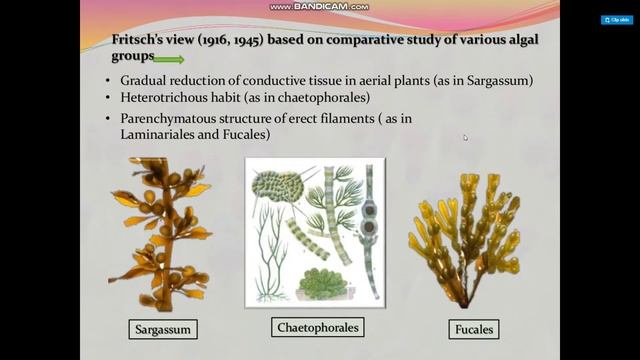 origin and evolution of bryopytes смотреть онлайн