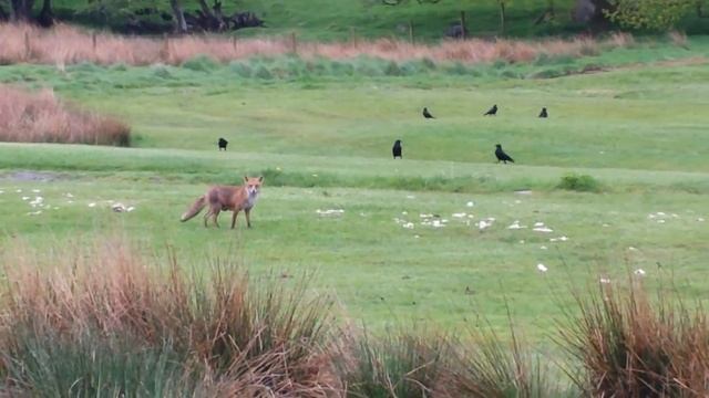 Red Kites see off Fox at Gigrin Farm смотреть онлайн