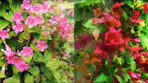 ДОЛГО ЦВЕТУЩАЯ ЛИАНА РЕДКОЙ КРАСОТЫ и НЕПРИХОТЛИВОСТИ для сада и дома. Лофос