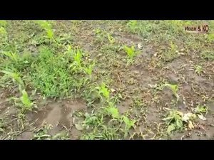 Результат обработки гербицидом. Неделю спустя.