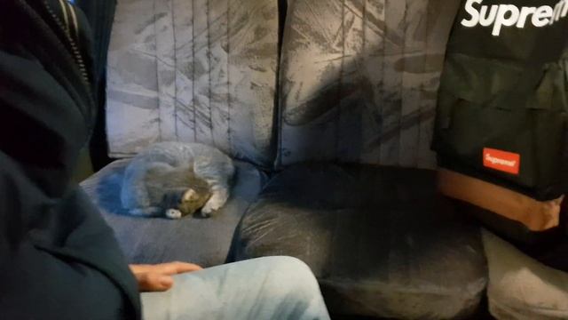 Бузулук . Кошка греется в автобусе смотреть онлайн