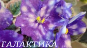 №978 /ВЫСТАВКА цветов и ОРХИДЕЙ в Галактике.  Часть № 2