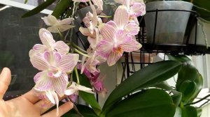 Цветущие орхидеи. Как ОМОЛОДИТЬ орхидею и получить детку.