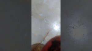 Хурма Хиакуме, дегустация самого крупного плода который созрел на нашем многосортовом дереве.