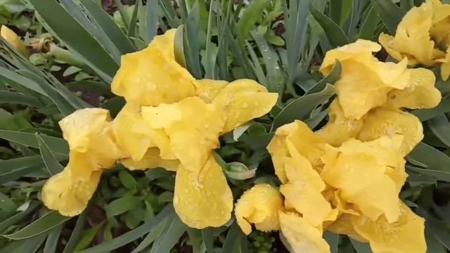 о единомышленниках
