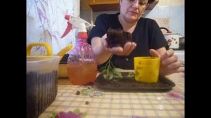 Пикировка  рассады перца. Необычный способ.