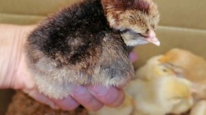 Второй вывод цыплят из инкубатора Несушка на 36 яиц🐣