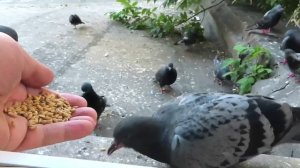 Больная одноглазая голубка Пищалка. (Sick one-eyed Dove Squeaker).