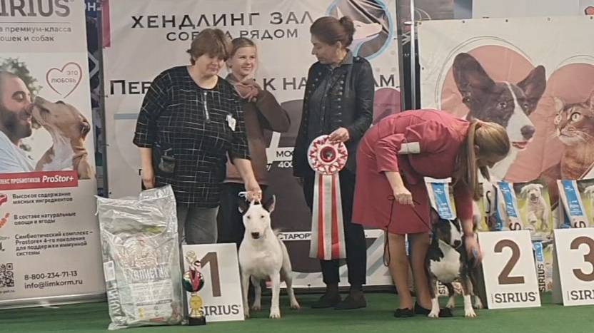 30.11.2024, СПб. Клуб "Кентавр", СПб. Монопородная выставка БУЛЬТЕРЬЕР