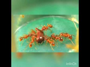 ВЕЧНЫЙ ТЕРРАРИУМ - [2 ГОДА СПУСТЯ]