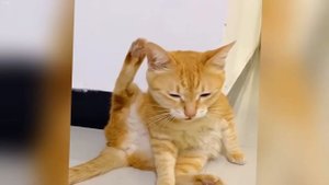 Таких смешных моментов не видели. Милые животные