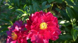 пион  Лее -LEE   Уильям Х. Креклер  1985