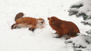 Даже лис удивлен, что другая лисица смеется