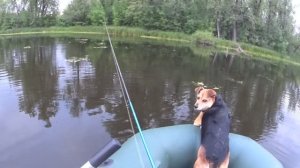 РАЗВЕДКА ЩУЧЬИХ МЕСТ.  РЫБАЛКА с собакой 2024.