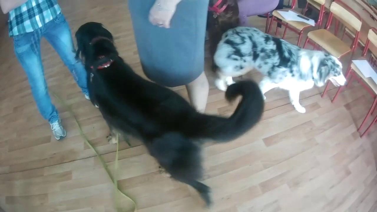 Канис смотреть онлайн