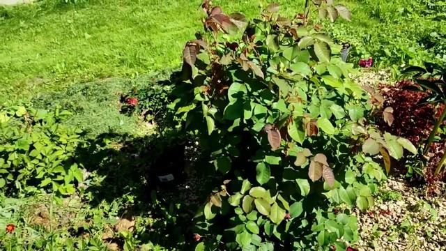 2х коз, 5 детей, 2х котов САМА ЗАПИХНУЛА ВСЕХ в машину и УВЕЗЛА!!! смотреть онлайн