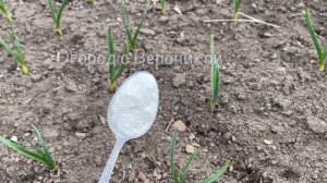 Всего 1 ЛОЖКА на ведро воды и у чеснока головки вырастут с кулак! ВНЕСИТЕ ПОД ЧЕСНОК В НАЧАЛЕ МАЯ!