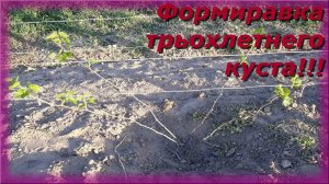 Формировка трехлетнего куста винограда!