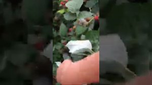 Малина  местный сорт 2021г Кыргызстан