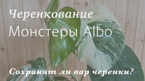 №99. Монстера борзига Альба. Черенкую вариегатную монстеру, показываю результат.  (Monstera Albo)