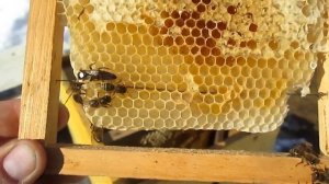 НОВИЧКАМ ! ЗИМОВКА МАТОК В МИКРОНУКЛЕУСАХ...