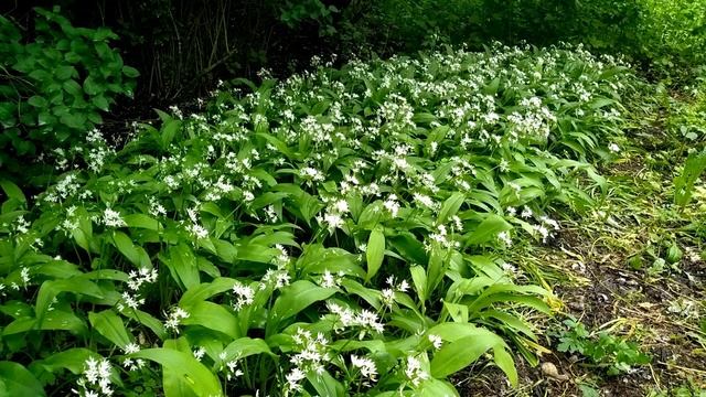 Трава долгожителей - черемша. смотреть онлайн