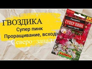 Гвоздика супер пинк с резными листьями.