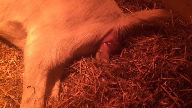 Успешный окот моей  козы