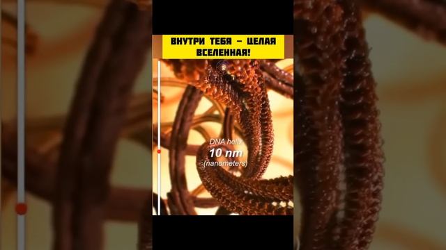 Макромир внутри нас, максимальное увеличение клеток тела #макромир #клетка #атом #наука #мир