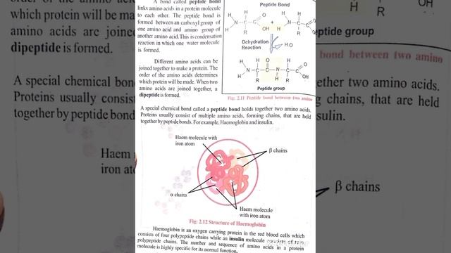 Structure of Amino acid # Protein # Biological Molecules # Class 11 смотреть онлайн
