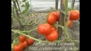 Ранний помидор селекции Сараева О   33