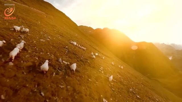 NGỦ NGAY SAU 5 PHÚT KHI NGHE BẢN THÔI MIÊN SAU смотреть онлайн