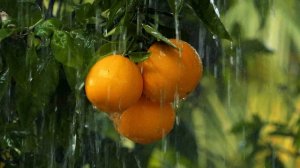 10897277-hd_3840_2160_30fps